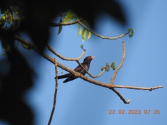 Chrysococcyx xanthorhynchus