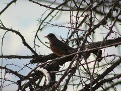 Turdus migratorius