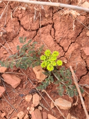 Lomatium foeniculaceum daucifolium
