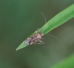 Phytocoris eximius