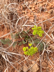 Lomatium foeniculaceum daucifolium
