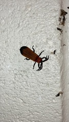 Trichalus serraticornis