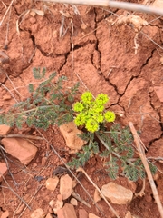 Lomatium foeniculaceum daucifolium