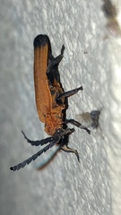 Trichalus serraticornis