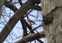 Accipiter cooperii