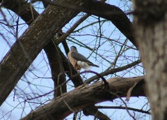 Accipiter cooperii