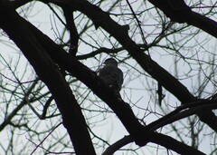 Accipiter cooperii