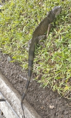 Iguana iguana