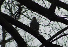 Accipiter cooperii