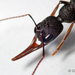 Harpegnathos - Photo (c) Colin Chiu, some rights reserved (CC BY-NC), uploaded by Colin Chiu