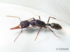 Harpegnathos venator