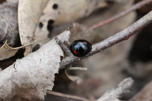 Thrice-struck Lady Beetle photographed in Mississippi