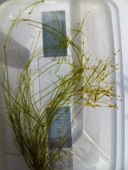 Nitella gelatinifera