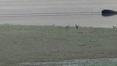 Charadrius vociferus