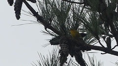 Setophaga pinus