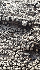 Xylobolus frustulatus