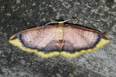 Eois antiopata