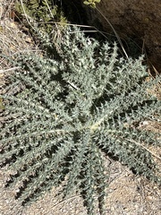 Cirsium mohavense