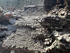 Xylobolus frustulatus