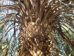 Butia capitata