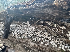 Xylobolus frustulatus