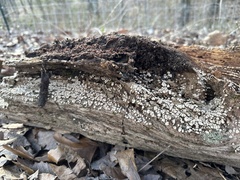 Xylobolus frustulatus