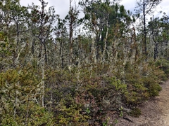 Cupressus pygmaea