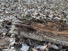 Xylobolus frustulatus