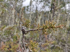 Cupressus pygmaea