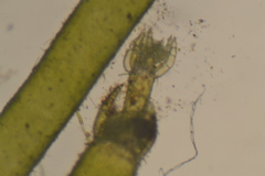 Nitella gelatinifera