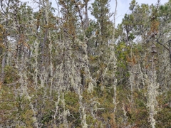 Cupressus pygmaea