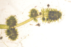 Nitella gelatinifera