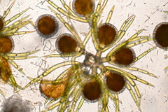 Nitella gelatinifera