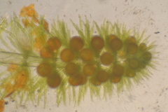 Nitella gelatinifera