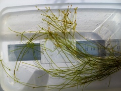 Nitella gelatinifera