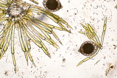 Nitella gelatinifera