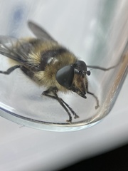 Criorhina nigripes