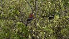Granatina ianthinogaster