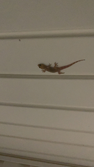 Hemidactylus turcicus