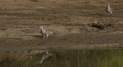 Streptopelia decipiens