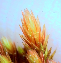 Imbribryum alpinum