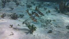 Sepioteuthis sepioidea