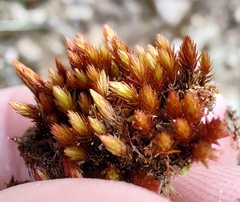 Imbribryum alpinum