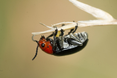 Cacoscelis nigripennis