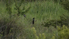 Lanius melanoleucus
