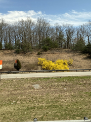 Forsythia × intermedia