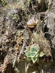 Dudleya cymosa