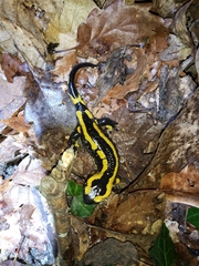 Salamandra salamandra