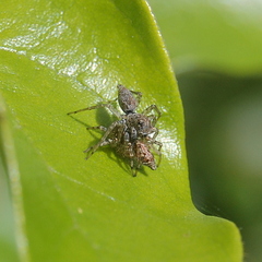 Saitis variegatus