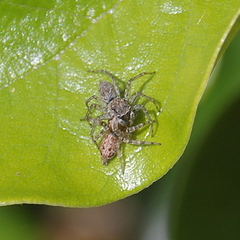 Saitis variegatus